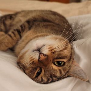 Meet your Posher, Addie